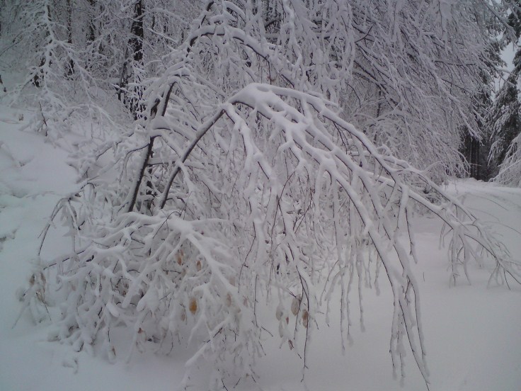 DSC01033 (736 x 552).jpg