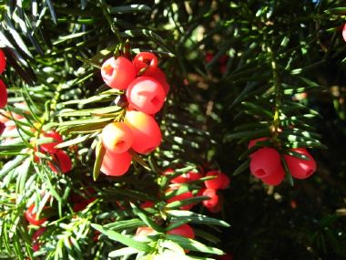 Taxus+baccata.jpg