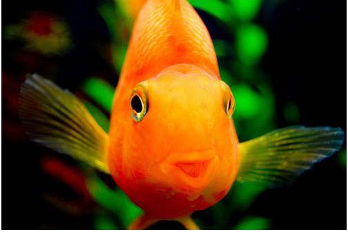 cute-fish.jpg
