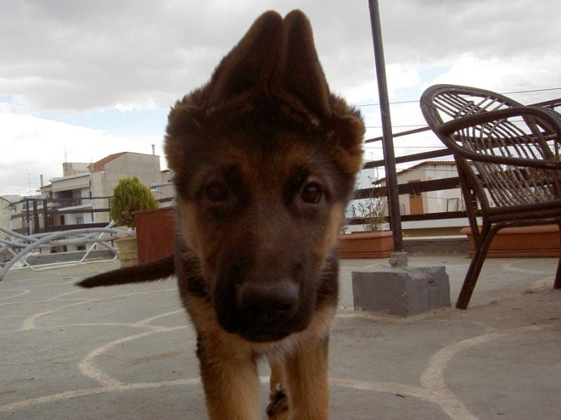 ZeusMaios 016.jpg
