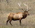 Rocky_Mountain_Bull_Elk.jpg