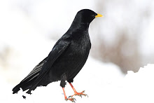 Pyrrhocorax-graculus3.jpg