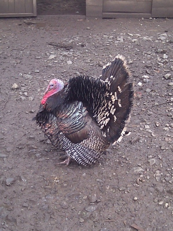 IMG_20130216_111900_tn.jpg