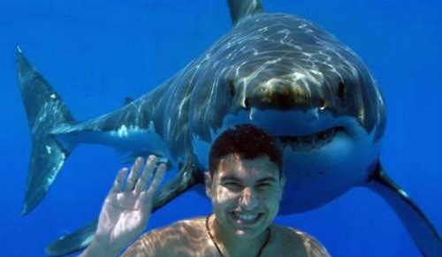 funny-shark-week-photo-1.jpg