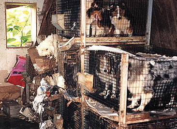 pupmill2.jpg