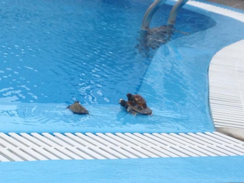 pool...jpg