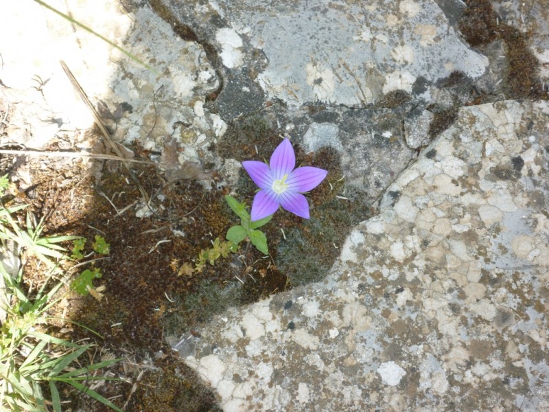 Τζουμέρκα Μάιος 2013 052.jpg