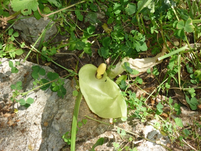 Τζουμέρκα Μάιος 2013 063.jpg