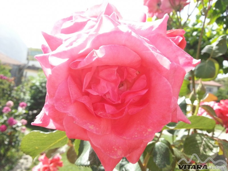 20130520_104048 (Αντιγραφή).jpg