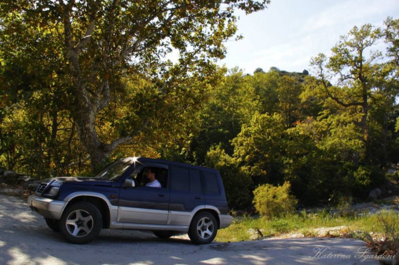 vitara ovrios.jpg