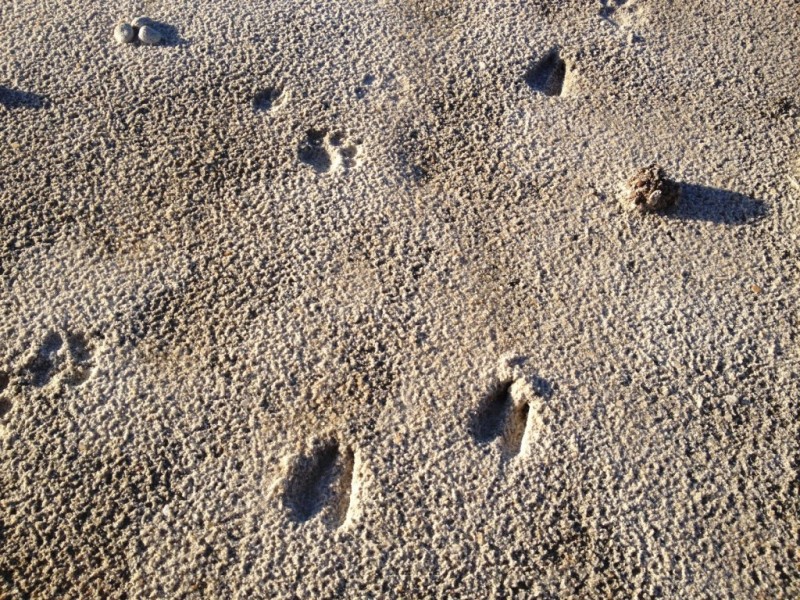 lions & reedbuck saadani np.jpg