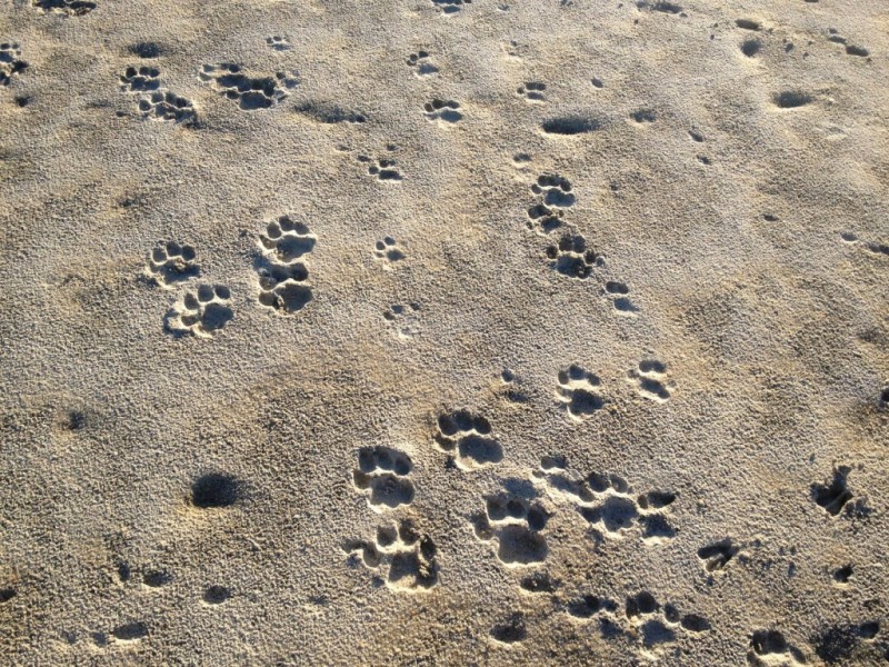 lions saadani np.jpg
