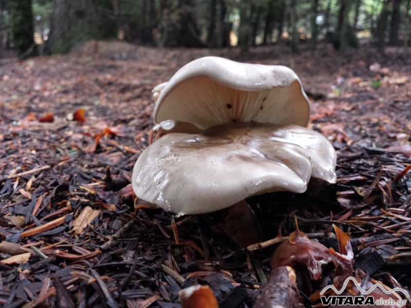 20131117_093329 (Οιτη 16-17.11.13).jpg