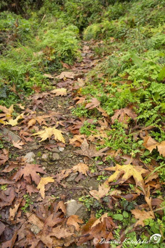 DSC01694.jpg
