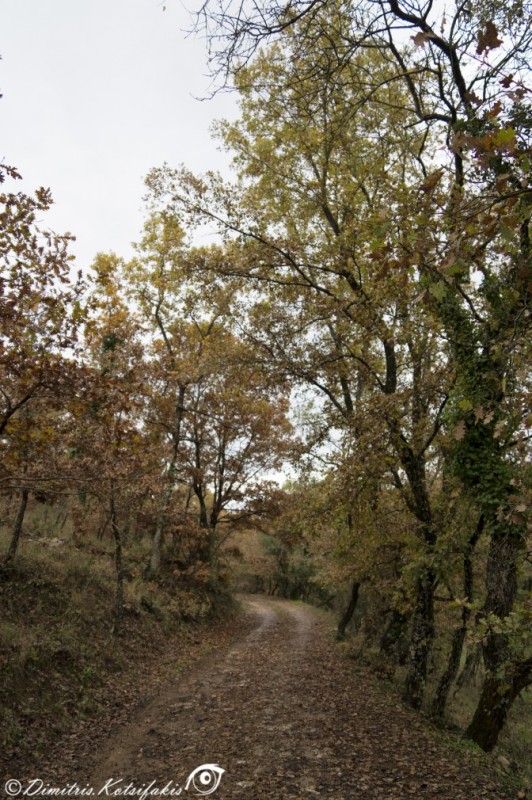 DSC01741.jpg