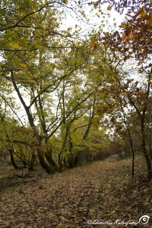 DSC01778.jpg