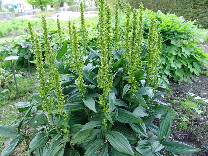 Veratrum1.jpg