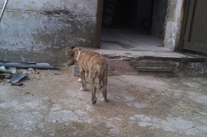 IMAG0243.jpg