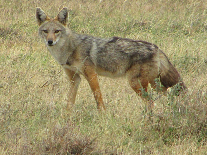 tsakali.jpg