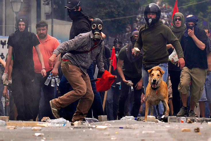 Athen_Demonstrationshund_2.jpg