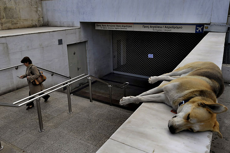 Athen_Demonstrationshund_4.jpg