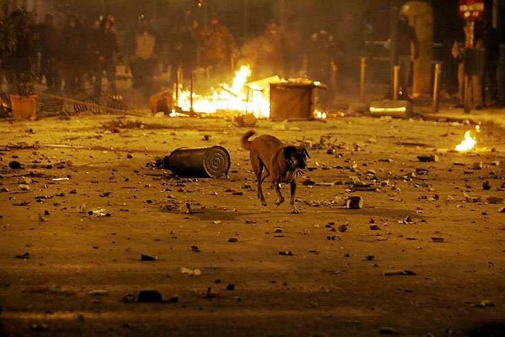 Athen_Demonstrationshund_11.jpg