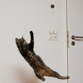 cat-goalkeeper.jpg
