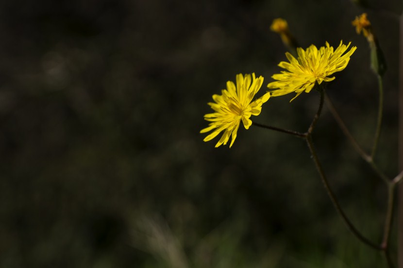 DSC05534.jpg
