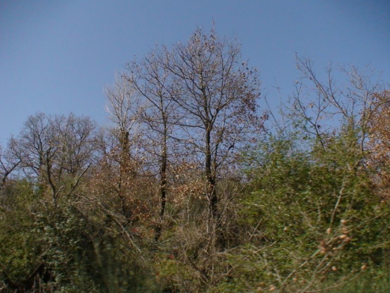DSC00118.jpg