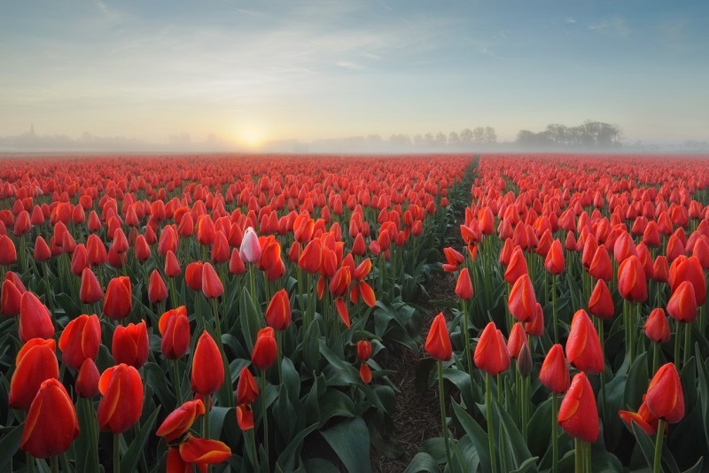 Tulips... - Pawel Kucharski.jpg